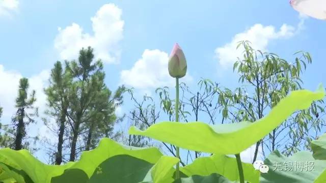 小话梅的盛夏游记蠡园：美好的地方总会发生美好的故事