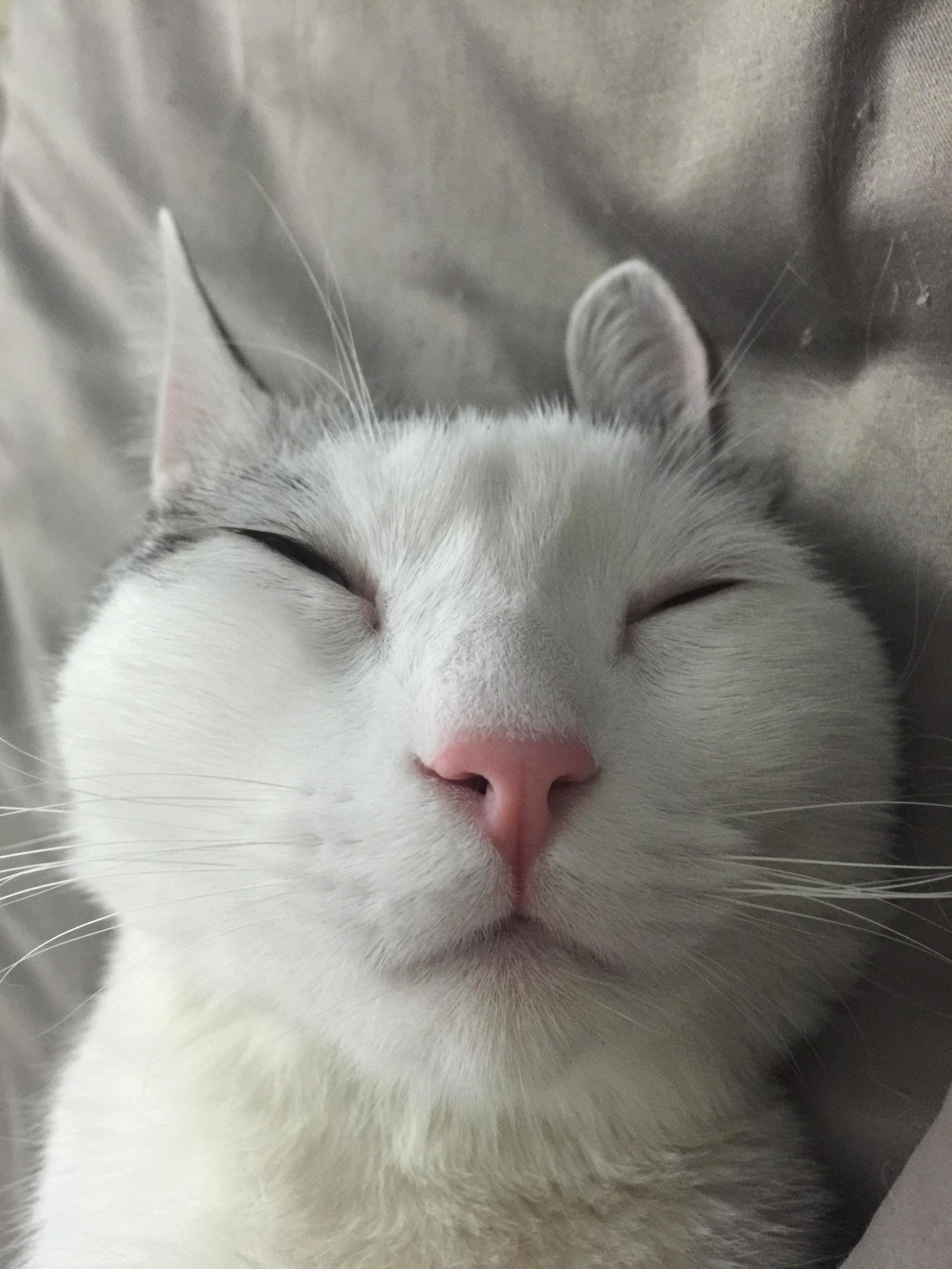 宠物大头照特效,宠物大头头像