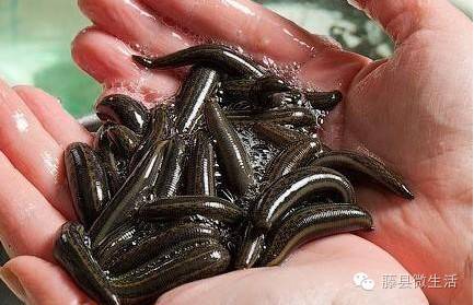 农田里吸血的虫叫什么,田里有一种吸血动物