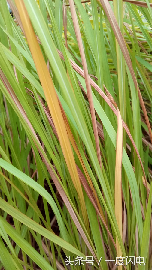 閰锋瘮max5鍙傛暟,閰锋瘮max5鎬ц兘