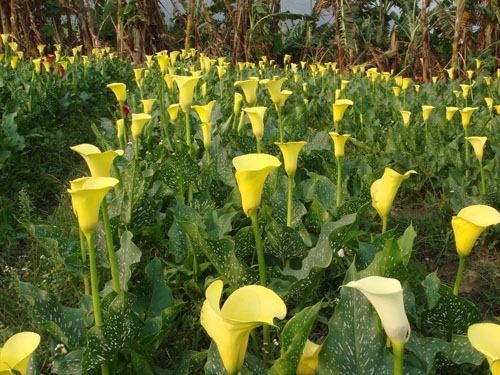 每日一花:马蹄莲总理喜爱的花儿