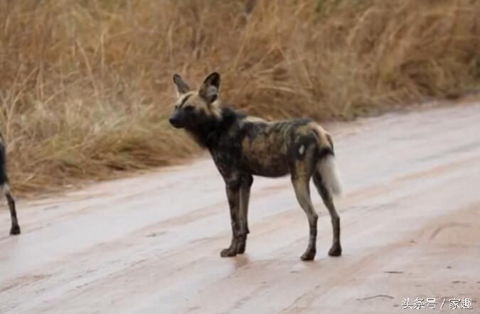 当非洲野狗遇到土狗，相互怒视，土狗威武，把野狗群都给吓跑了