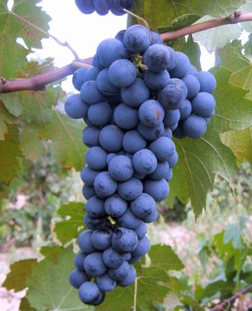 蛇龙珠和赤霞珠葡萄的区别,赤霞珠和蛇龙珠哪个好种
