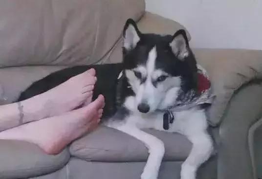 傻汪一言不合就啃脚没病可好，啃出病该怎么办？