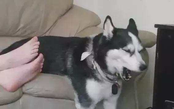 傻汪一言不合就啃脚没病可好，啃出病该怎么办？