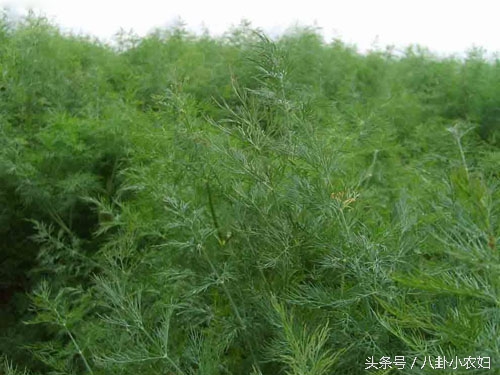 防虫植物和蔬菜,哪些植物可以和鱼共生