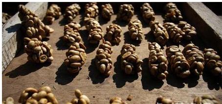 猫屎咖啡背后你所不知道的真相,为什么猫屎咖啡不是一般人能喝的