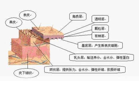 去角质了护肤品还是不吸收,去角质后皮肤过敏怎么解决