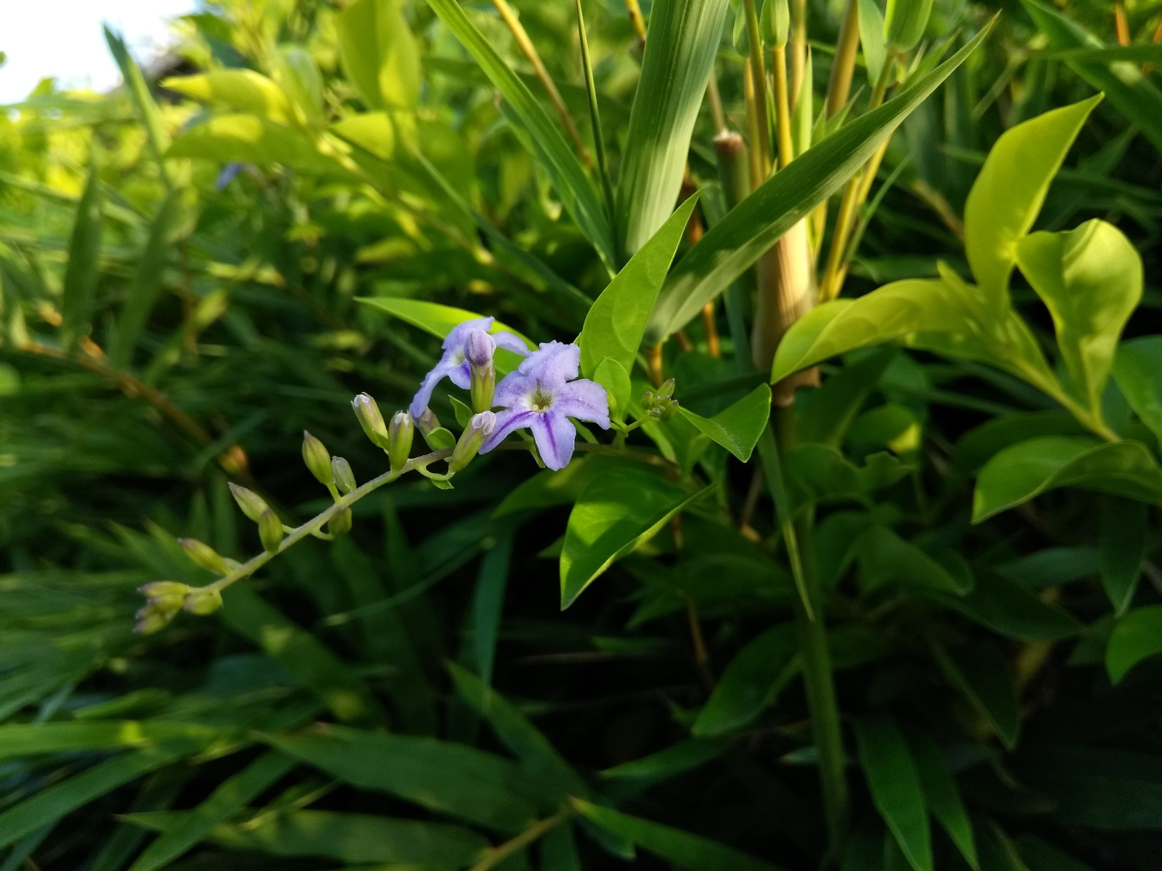 cool1dual是什么型号,cool1dual手机