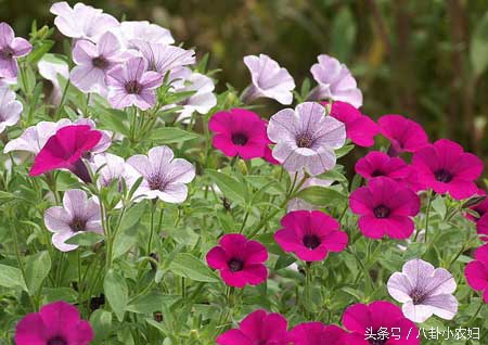 防虫植物和蔬菜,哪些植物可以和鱼共生