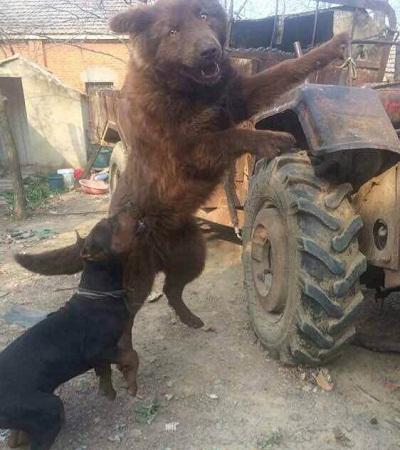 黑熊犬性格怎么样,黑熊犬性格