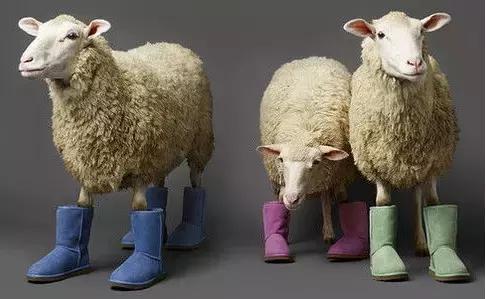 去澳洲买什么伴手礼,澳洲特产伴手礼