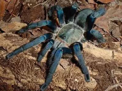 神马鬼|10万1只的奇葩昆虫宠物