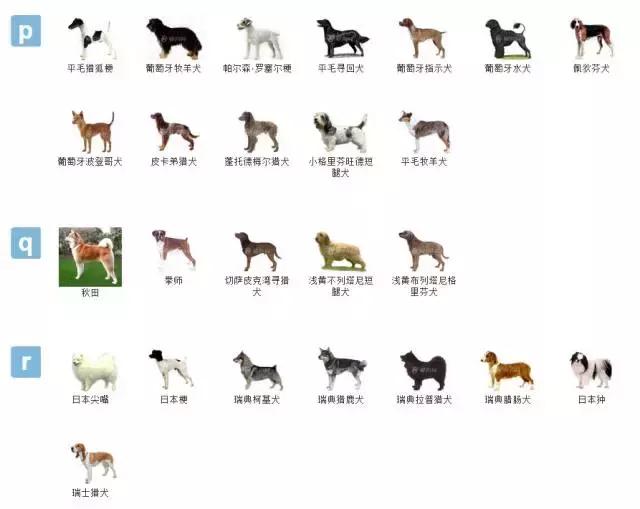 狗狗品种大全视频,狗狗品种大全萨摩耶