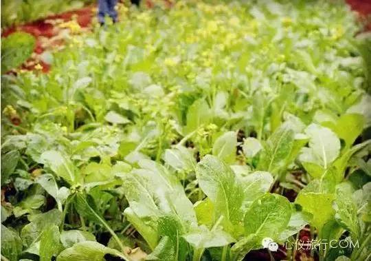 南宁周边十大农家乐,南宁周边摘果农家乐