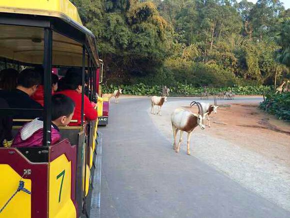 广州长隆怎么玩最划算旅游攻略,广州长隆怎样玩好玩
