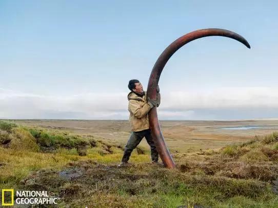 西伯利亚冻土层猛犸象牙 (西伯利亚的猛犸象牙猎人)