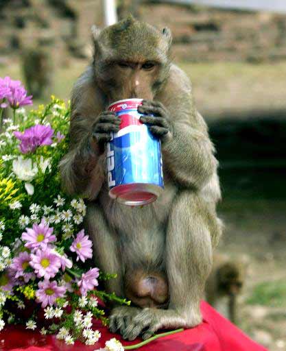 泰国猴子节图片大全,泰国猴子节起源