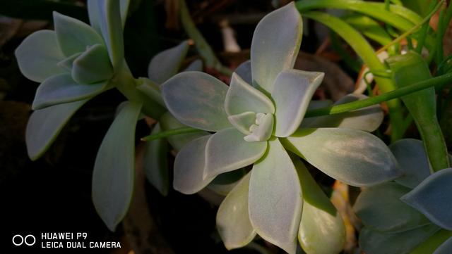 华为p9双镜头发展史,徕卡顶级镜头的魅力