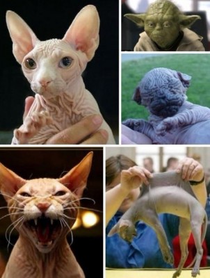 熊猫蚂蚁动物视频,大熊猫少见多怪