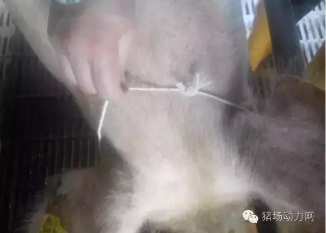 母猪产后咬仔猪怎么办,母猪咬猪最简单的方法