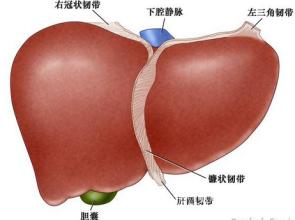 检查乙肝五项能知道肝功正不正常,检查乙肝五项就能知道肝的问题吗
