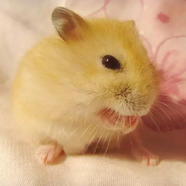 学生党仓鼠推荐,小仓鼠的小秘密