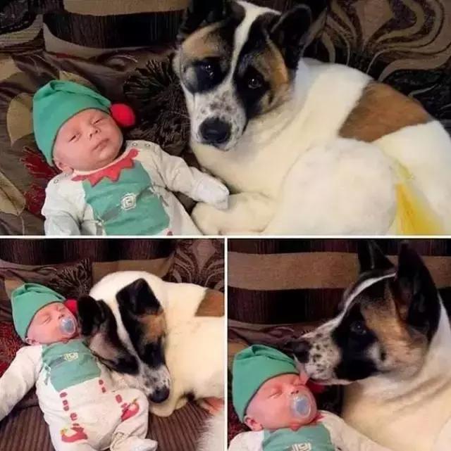 怀孕的狗狗一直哀嚎,怀孕狗狗反常焦躁走来走去还哼唧