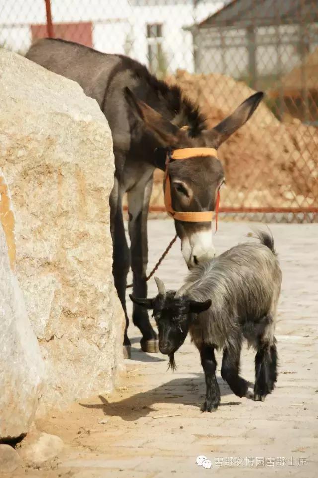 感恩教师节景区活动,感恩教师节门票优惠政策