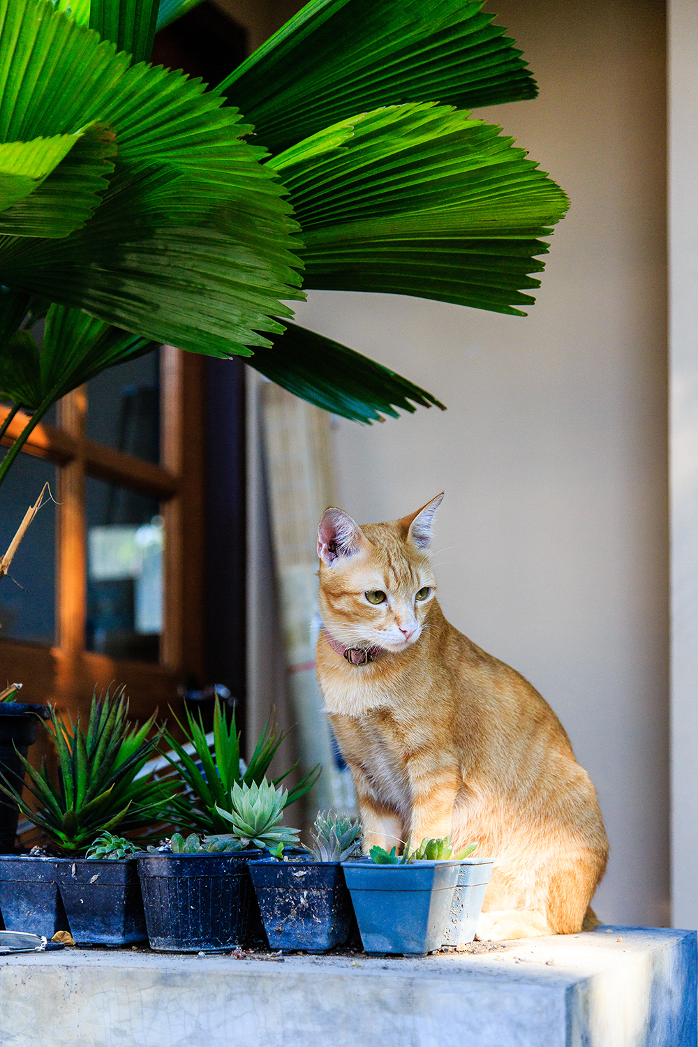 人在囧途清迈篇全集,人在囧途2泰囧清迈附近