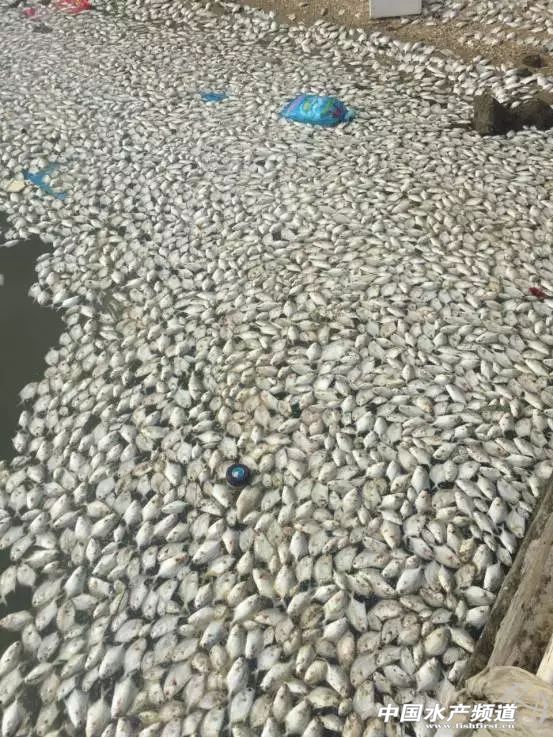 淡水鲳鱼多少钱一斤今日鱼价,金鲳鱼大量死亡