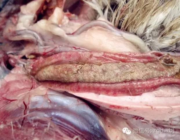 小鹅瘟治疗案例及其过程分析,小鹅瘟暴发的防治方法