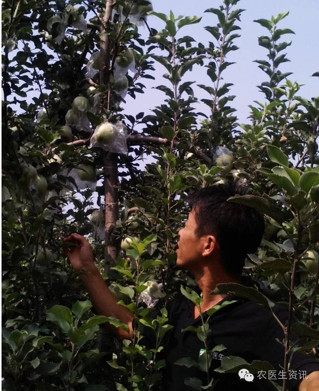 苹果树被虫蛀了还会恢复,苹果树病虫害天牛