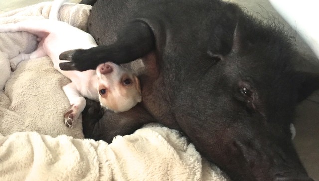 让一头母猪来照顾小奶狗还是挺靠谱的，开始主人觉得猪会攻击狗