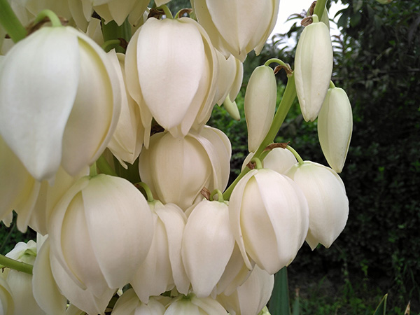 华为麦芒5吃鸡画质测评,华为麦芒拍照最好的手机