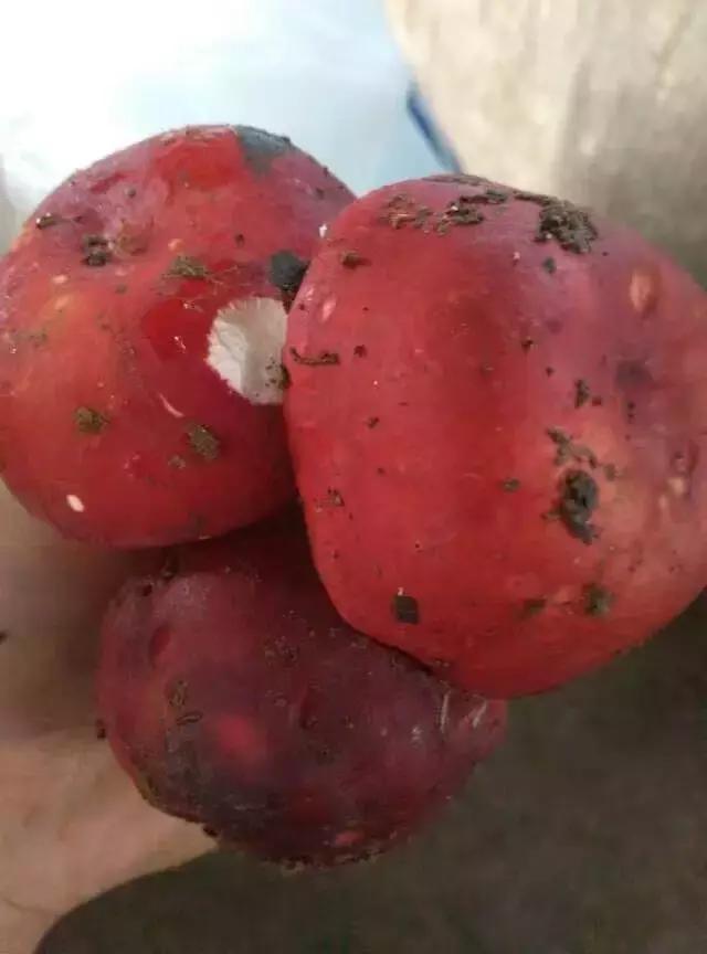 那一场刻骨铭心的毒菌风波