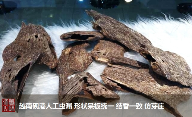 沉香初学者,沉香入门料