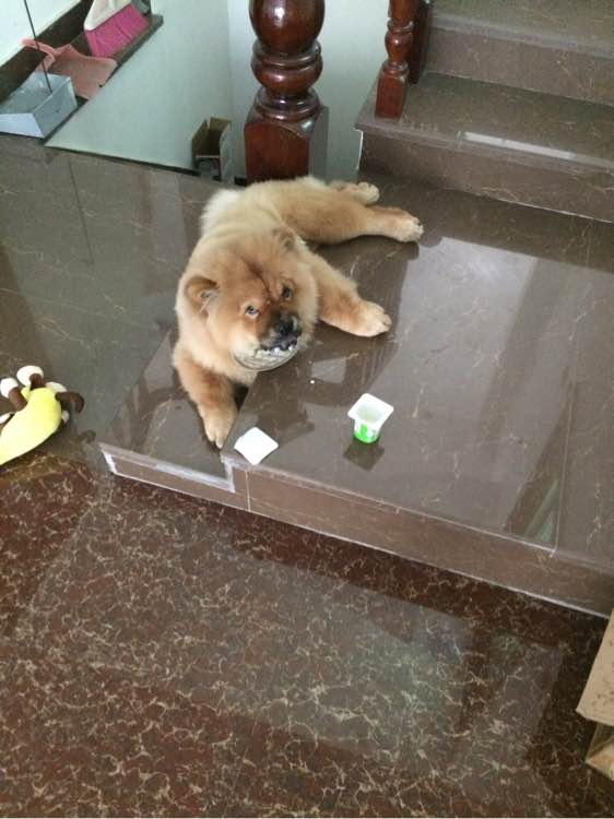 喝个酸奶都能踩空摔倒的笨狗，吃的比我都好！