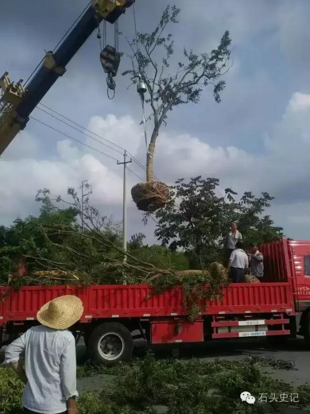 郑和下西洋带回祥瑞麒麟,郑和下西洋带回的植物