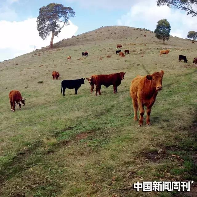 外国人买澳洲农场,澳洲农场价格表