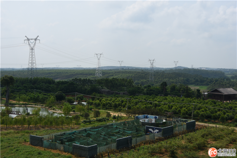 周末去哪儿玩？小编带你去合浦七里香茶庄园和石康镇“小村故事”