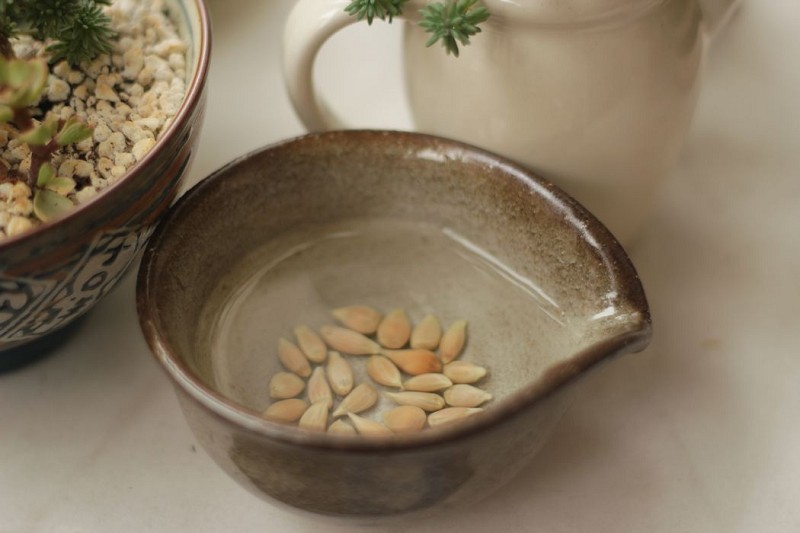 水果吃完以后的籽能种吗,吃完的水果种子不要扔