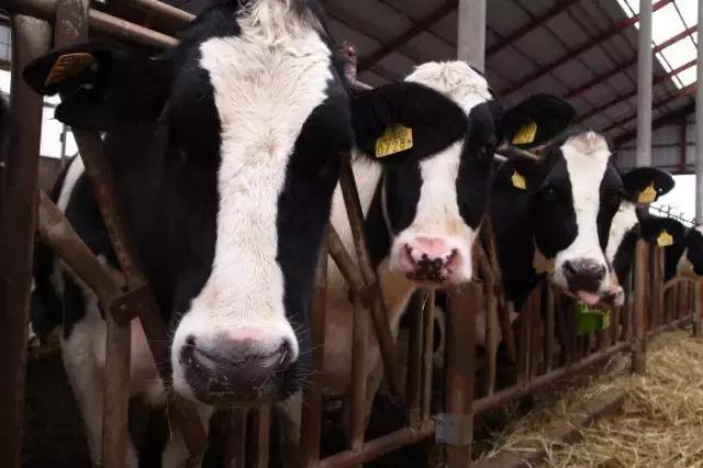 奶牛围产期饲养管理要点,奶牛场产后护理如何做