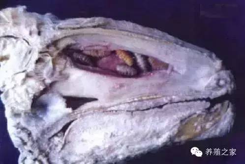 最全羊寄生虫病图谱及治疗处方（珍藏版）？