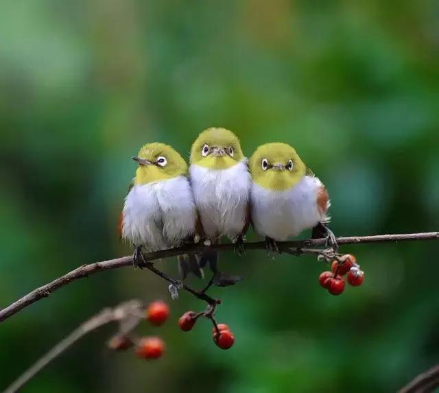 四年级上学期古诗词大全必背,开学了的古诗