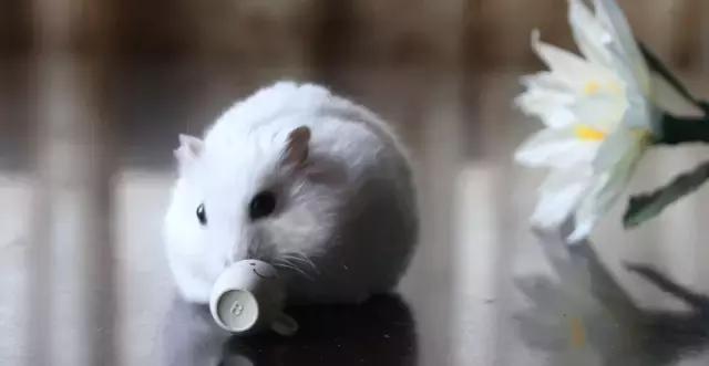 适合学生党的可爱活泼小仓鼠,学生党的小型仓鼠10元