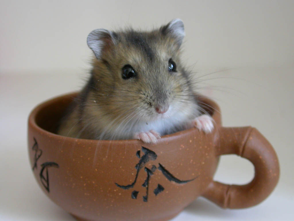 学生党仓鼠推荐,小仓鼠的小秘密