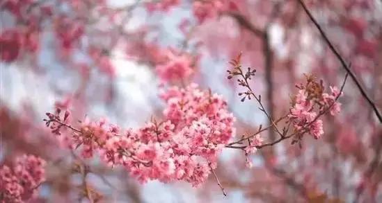 安溪由茶乡变成诈骗之乡,安溪为啥被称为诈骗之乡