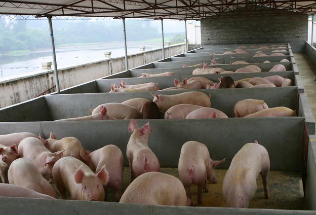 如何做好猪场驱虫间的卫生工作,养猪场如何做好驱虫工作