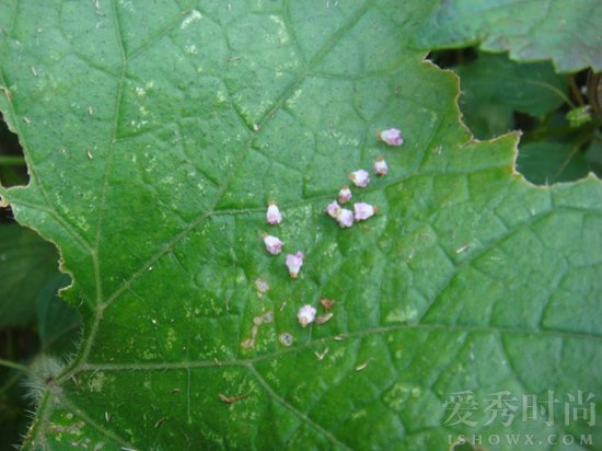 月经有血块饮食怎么调理,月经有血块怎么调理最有效